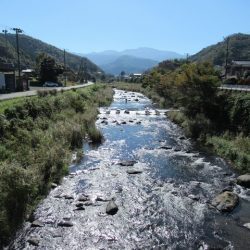狩野川(狩野川漁業協同組合) 釣果