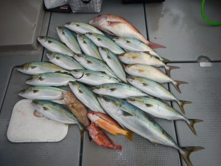 sea boss　シーボス 釣果