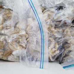 オーフリー 釣果