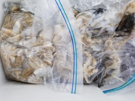 オーフリー 釣果