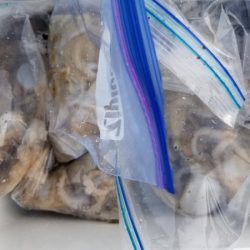 オーフリー 釣果