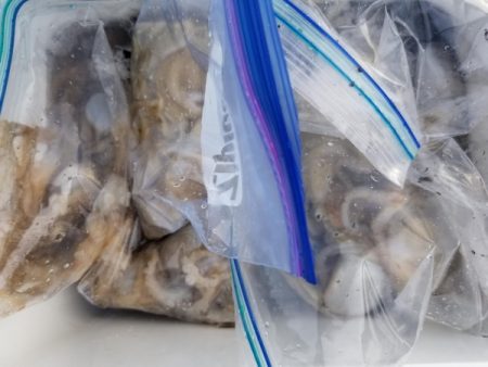 オーフリー 釣果