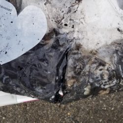 オーフリー 釣果