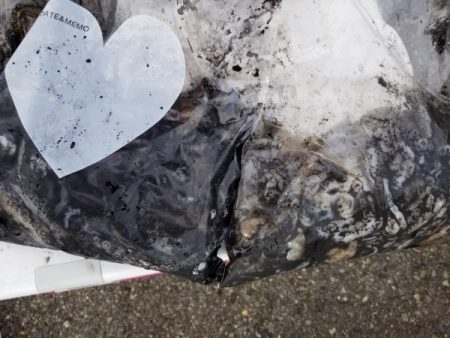 オーフリー 釣果