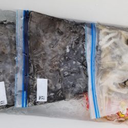 オーフリー 釣果