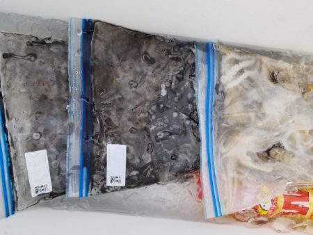 オーフリー 釣果