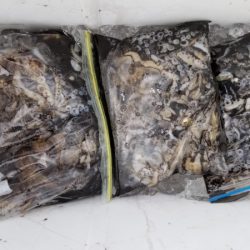 オーフリー 釣果