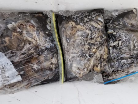 オーフリー 釣果