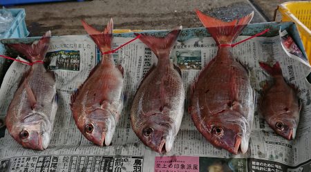 明神釣船 釣果