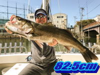 オーシャンマスター 釣果