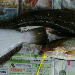 明神釣船 釣果