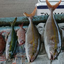 明神釣船 釣果