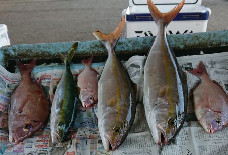 明神釣船 釣果