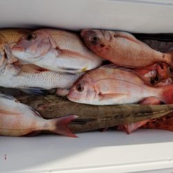 オーフリー 釣果