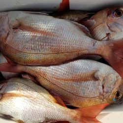 オーフリー 釣果