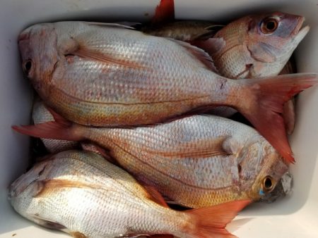 オーフリー 釣果