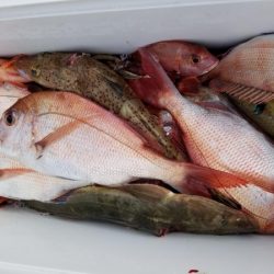 オーフリー 釣果