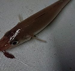 松本釣船2 釣果