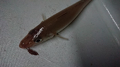 松本釣船２ 釣果