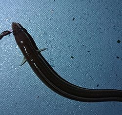 松本釣船2 釣果