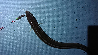 松本釣船2 釣果