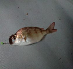 松本釣船2 釣果