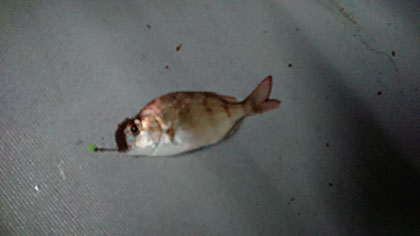 松本釣船2 釣果