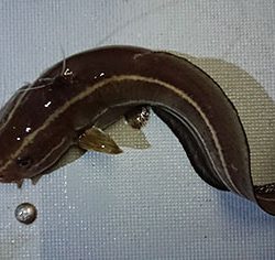 松本釣船2 釣果