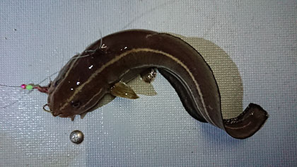 松本釣船2 釣果