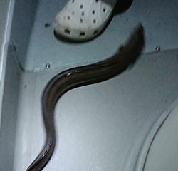 松本釣船2 釣果