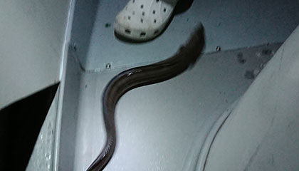 松本釣船2 釣果