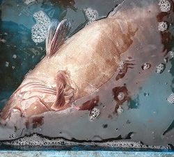 海龍丸(福岡) 釣果