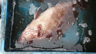 海龍丸(福岡) 釣果