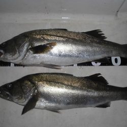 ルアー船マヒマヒ 釣果