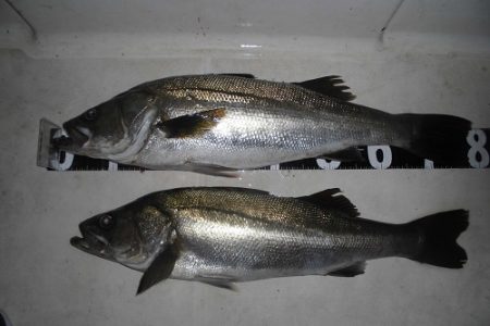 ルアー船マヒマヒ 釣果