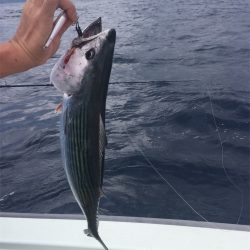 マタウマリンサービス 釣果