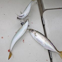 松本釣船２ 釣果