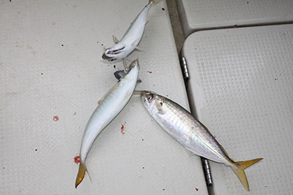 松本釣船２ 釣果