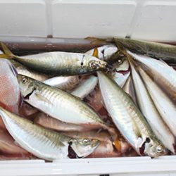 松本釣船２ 釣果