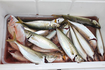 松本釣船２ 釣果