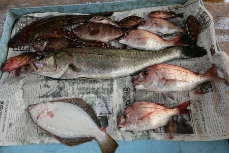明神釣船 釣果