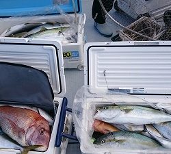 海龍丸(福岡) 釣果