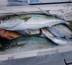 海龍丸(福岡) 釣果