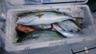 海龍丸(福岡) 釣果