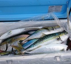 海龍丸(福岡) 釣果