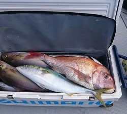 海龍丸(福岡) 釣果