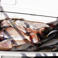 松本釣船２ 釣果