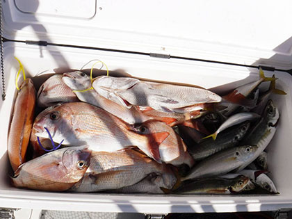 松本釣船２ 釣果