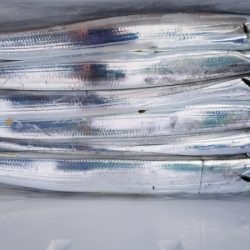 オーフリー 釣果