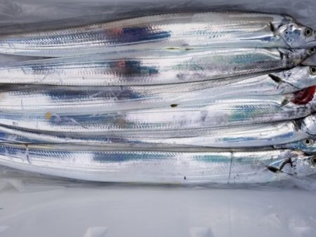 オーフリー 釣果